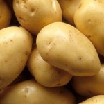 Высокопродуктивный культивар от немецкой фирмы «Солана» — картофель Пила: описание сорта и отзывы