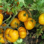 Наслаждайтесь сочными плодами до глубокой осени с томатом Веселая соседка — подробное описание сорта