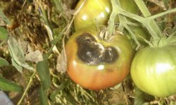 О каких серьезных заболеваниях могут говорить пятна на плодах помидоров и как правильно бороться с ними?