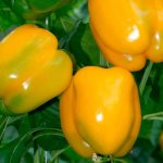 Неповторимый фруктовый вкус — перец Абрикосовая фаворитка: описание сорта и советы по уходу