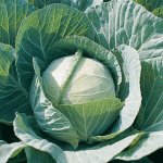 Незаменимый сорт для любителей здоровой кухни — капуста Фарао F1: описание и отзывы