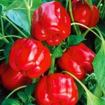 Огромные плоды с привлекательным рубиновым окрасом — перец Кабан: характеристика и описание сорта
