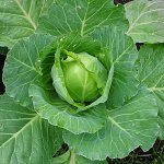 Рекордно ранний сорт белокочанной капусты — Скороспелка: описание и советы по выращиванию