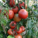 Крупные плоды, не подверженные заболеваниям — томат Киевлянка: полное описание сорта