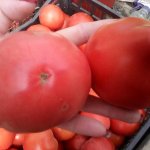 Фаворит среди крупноплодных сортов — томат Красный крупный: характеристика и описание