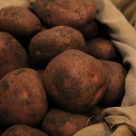 Нетребовательный к погодным условиям и уходу — Башкирский картофель: описание сорта и отзывы