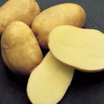 Успешный среди дачников и садоводов сорт картофеля — Веснянка: описание и отзывы