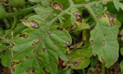 Один из страшных сигналов заболевания помидор — на листьях появились коричневые пятна: что делать и как лечить недуг?