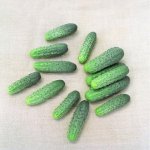 Вкусные плоды при легком уходе — огурец Альянс f1: описание сорта