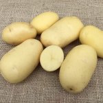 Лучшая альтернатива для любителей поздних сортов — картофель Мондео: описание сорта и отзывы