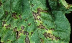 Тревожный сигнал к действию огородника — чёрные пятна на листьях помидоров: лечение и профилактика