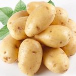 Секреты ранних урожаев с картофелем Ассоль: описание сорта и характеристика