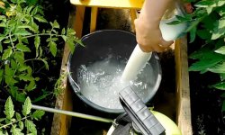 Успешная борьба за урожай: обработка помидоров от фитофторы молоком и йодом