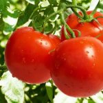 Секрет рекордных и вкусных урожаев — томат Катюша: характеристика и описание сорта