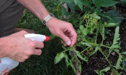 Простое и недорогое лечение: борная кислота от фитофторы на помидорах