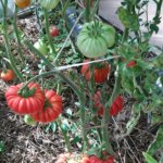 Высококачественный сорт для неторопливых огородников — томат Лев Минусинский: описание помидоров и их характеристики