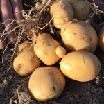 Эталон качества и высоких урожаев — картофель Кристель: описание сорта и отзывы