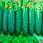 Насыщенные и вкусные зеленцы салатного типа — огурец Эстафета F1: описание и характеристика сорта