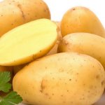 Известный сорт от беларуских селекционеров — картофель Зорачка: описание и характеристика