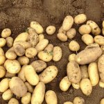 Скороспелый голландский сорт картофеля — Арроу: описание и характеристика