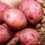 Лучший выбор для ценителей вкусных сортов — картофель Красноклубневый: описание и отзывы