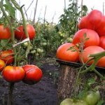 Самый ранний и недорогой — томат Безрассадный Спринт 2, описание сорта и советы по выращиванию