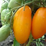 Стабильные урожаи в холод и жару — томат Русские колокола: характеристика и описание сорта