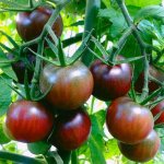 Диковинный сорт с привлекательными и сочными черри — томат Сладкая гроздь шоколадная: отзывы и описание