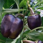 Поразительные урожаи нестандартных черных плодов — перец Пурпурный колокол: описание сорта