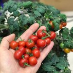 Эталон качественных сортов — томат Красная шапочка: описание и характеристика черри