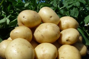 Немецкая новинка с отличной продуктивностью — картофель Лили: описание сорта и отзывы