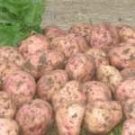 Запастись нежным и вкусным урожаем на всю зиму, поможет картофель Ильинский: описание сорта и отзывы