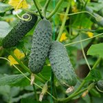 Немыслимые урожаи сочных и хрустящих плодов — огурец Хрустик F1: описание и характеристика сорта