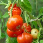 Сорт с необычными черри — томат Снегирек: описание помидоров и особенности их выращивания