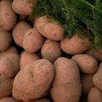 Успешный сорт от белорусских аграриев — картофель Вектор: описание и характеристика