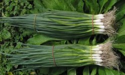 Обильные урожаи ароматной и вкусной зелени — лук Шашлычный: отзывы, описание сорта