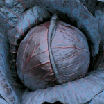 Низкокалорийный кочан с горьким привкусом — капуста Бенефис f1: полное описание