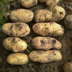 Лучшая смесь качественных сортов — картофель Бафана: характеристика и описание