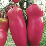 Экстравагантный сорт полюбившийся многим земледельцам — томат Перцевидный розовый: полное описание помидоров