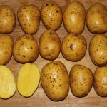 Немецкий новичок с рекордными сроками созревания — картофель Гала: описание и характеристика сорта