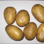 Выдающийся столовый культивар для отечественного садовода — картофель Русский сувенир: описание сорта