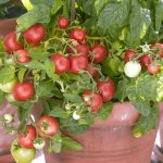 Декоративный куст с маленькими плодами — томат Непас 11 непасынкующийся комнатный: описание сорта
