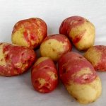 Отличное подспорье для запасливых садоводов — картофель Иван да Марья: описание сорта и отзывы