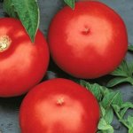 Сорт с восхитительным вкусом и урожаем — томат Ольга F1: описание и характеристики