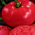Какими преимуществами обладает томат Агата — описание сорта и особенности выращивания