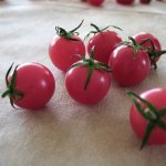 Отличный сорт для подоконников — томат Вишенка розовая: детальное описание помидоров