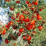 Обилие сочных и нежных ягодок-черри — томат Сладкая гроздь: отзывы и описание сорта