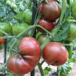 Коллекционный сорт для любителей экзотики — томат Темная королева: отзывы и описание