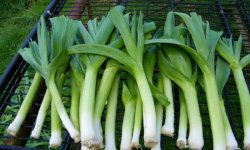 Прекрасное дополнение к блюдам — лук-порей Карантанский: выращивание, описание сорта