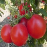Универсальный сорт для начинающих и опытных садоводов — томат Калинка малинка F1: отзывы и описание